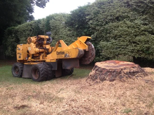 West Lake Hills Stump Grinding for Large Tree Roots
